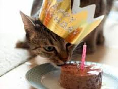 Una receta para el pastel de cumpleaños de nuestro gatito - Cocina