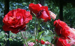 Beneficios de las rosas para la salud
