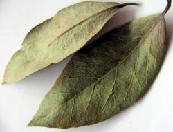 Beneficios para la salud de las hojas de laurel