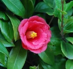 Camellia sinensis: aceites, té y mucho más