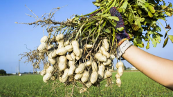 Cómo nacen los cacahuetes y cómo cultivarlos en macetas