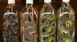 Desde vino de serpiente hasta arañas fritas: 10 alimentos entre los más raros del mundo