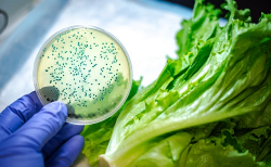 Escherichia coli: qué es y cómo evitarla