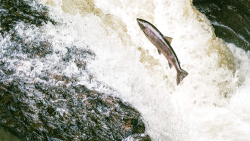Fuga de salmones en Islandia podría convertirse en un desastre medioambiental
