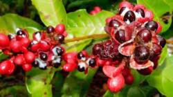 Guaraná: qué es, beneficios y cómo usarlo en la cocina