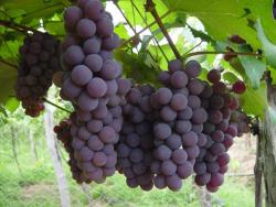 Lo mejor de las uvas: El Resveratrol