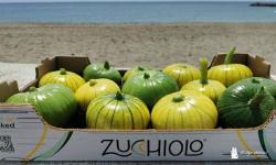 Mitad calabacín mitad pepino: en España inventaron el Zucchiolo