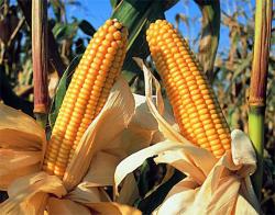 Propiedades y beneficios del maíz