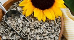 Semillas de girasol: propiedades, beneficios y cómo usarlas en la cocina