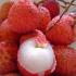 Litchi