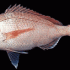 Pargo