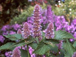 Agastache