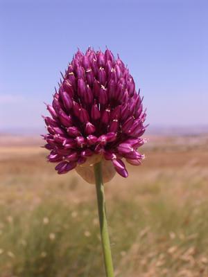 Allium