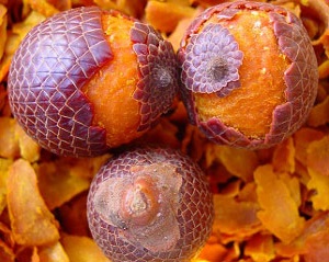 Buriti