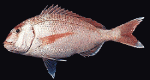 Pargo