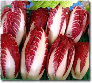 Radicchio