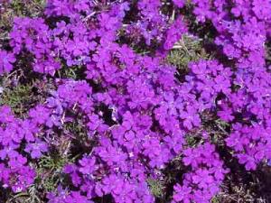 Verbena