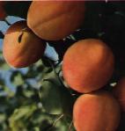 Almendrado de Damascos