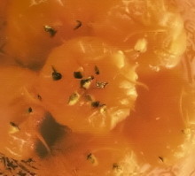 Mandarinas en almíbar