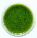 Salsa pesto