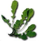 Ensalada de Salmón y rúcula