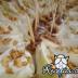 Endibias al roquefort